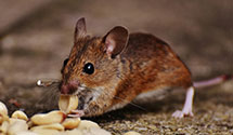 24 Hour & Emergency Exterminators in Patchogue, NY